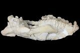 Oreodont (Merycoidodon) Partial Skull - Wyoming #123198-3